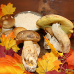 I funghi sono i protagonisti del menù d'autunno alla Strattoria, ristorante, trattoria ad Arona sul Lago Maggiore in Piemonte